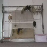 دار تابلو فرش همراه نخ ونقشه