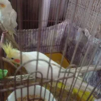 عروس هلندی برای جوجه کشی