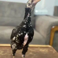 جوجه لاری اوشامو