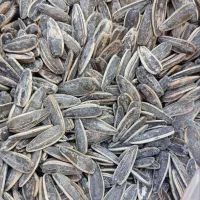 تخمه کانادایی درجه ۱ خارجی و کدو