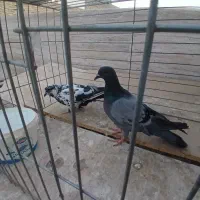 کفتر