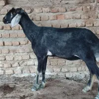 گوسفند تقلی بره