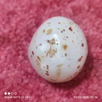 سنگ عقیق|جواهرات|برازجان, |دیوار