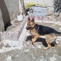 سگ ژرمن شپرد ورک نر