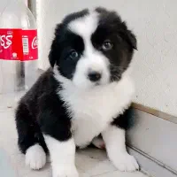 توله نژاد گلدن