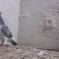 کبوتر