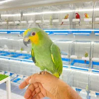 طوطی آمازون