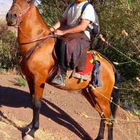 اسب مادیان ۶ساله