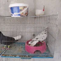 اشعل باسبزدم سفید