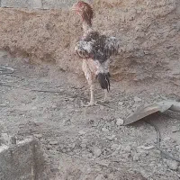 مرغ لاری