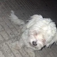 سگ پودل کراس