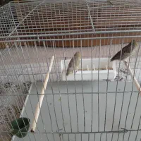 قناری ماده آماده جفتی سهره