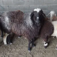 قوچ دودندان بذری