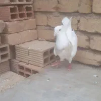 کبوتر طوقی