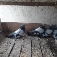 پرنده
