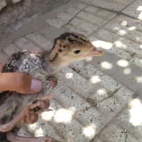 جوجه بوقلمون