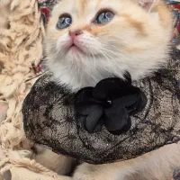 کوچولوهای اشرافی اسکاتیش