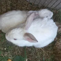 ۲ خرگوش سفید رنگ