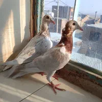 هفت رنگ ماده