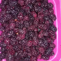 شاتوت درجه یکه کاملا اورگانیک