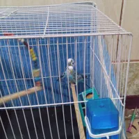 مرغ عشق|پرنده|زاهدان, |دیوار