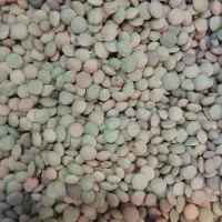 عدس محلی پاک شده درجه یک