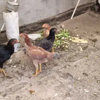 مرغ و خروس لاری