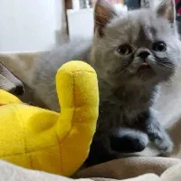 گربه نژاد اسکاتیش