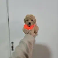 پودل توی مینی دختر و پسر