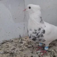 کبوتر طوقی، تهرانی، گرگی