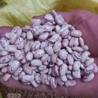 لوبیاچیتی ایرانی مشهد توس 95