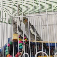پرنده عروس هلندی