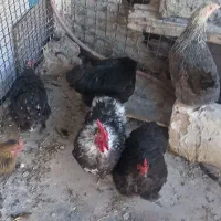 کوشین مولد بلک و بلک متلد 7 عدد