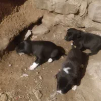 سه تا توله قدرجونی چشم گیر کسی بود در خدمتم