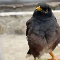 مینا