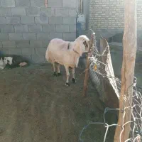 قوچ سفید ابلغ