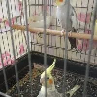 عروس هلندی جفت نر سخنگو