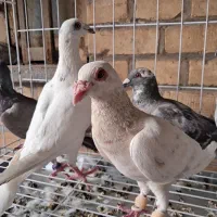 کبوتر پلاکی دورگ عراقی