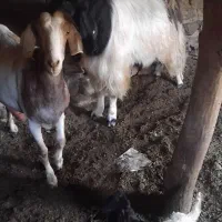بز میاندوآب