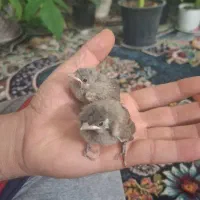جوجه سهره اهوازی