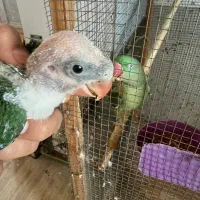 فروش جوجه شاه طوطی
