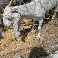 گوسفند فروشی