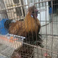 مرغ