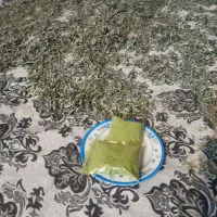 پونه محلی اب چشمه