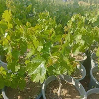 انگور|خدمات باغبانی و درختکاری|چهارباغ, |دیوار