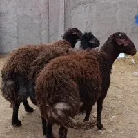 گوسفند های چاق و ماهیچه ای