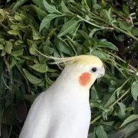 عروس هلندی