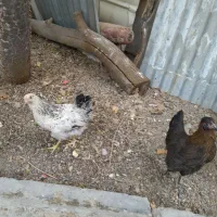 ۲تا نیمچه مرغ خیلی زبل