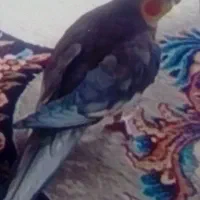 عروس هلندی