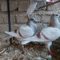 جوجه کبوتر تازه دون خور